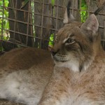 Lince <em>(Lynx lynx)</em>