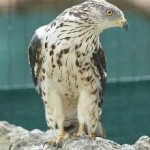 Falco Pecchiaiolo <em>(Pernis apivorus)</em>